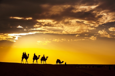 'Desert Local Walks with Camel Through Thar Desert